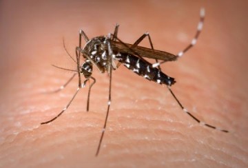 Adamantina registra 301 casos de dengue at agora em 2023