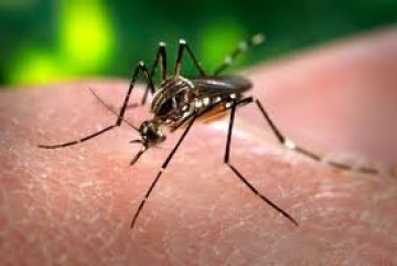 Nmero de mortes por dengue tem reduo de 80% nos quatro primeiros meses do ano
