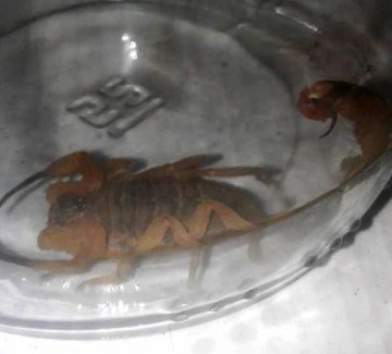 Ocorrncias com escorpies faz secretaria de Sade de Sagres emitir alerta