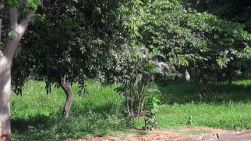 Internauta relata abandono do Bosque Municipal em Salmouro