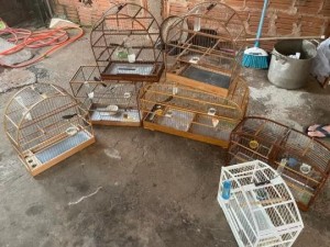 Polcia Ambiental encontra aves silvestres em sala de residncia e morador  autuado em R$ 3,5 mil, em Presidente Prudente