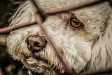 Cmara aprova projeto que obriga clnicas veterinrias comunicarem recebimento de casos de animais domsticos em situao de maus-tratos