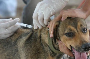 Apenas 57 cidades do Estado de SP tero vacina para raiva animal