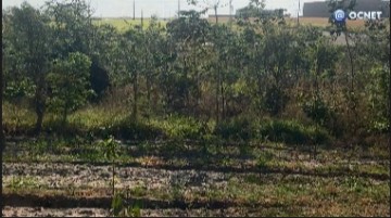 VDEO: Solues para Osvaldo Cruz: Veja como esto as rvores do distrito comercial Lino Ferrari