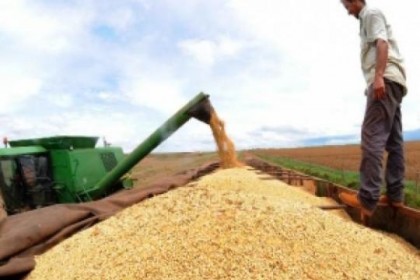 As trs principais lavouras de gros do pas devero ter crescimento neste ano: soja (17,2%), arroz (14,7%) e milho (52,3%)