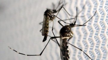 Osvaldo Cruz tem 185 novos casos de dengue em 24 horas