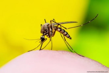 Osvaldo Cruz tem 85 casos novos casos de dengue em 24 horas