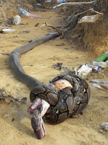 As duas maiores cobras do mundo lutaram e ambas perderam