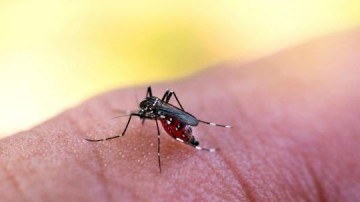 Osvaldo Cruz tem 35 casos de dengue em 24 horas