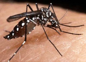 OC vive pior epidemia de dengue da histria