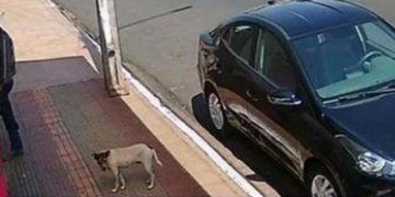 VDEO: Vdeo flagra cachorro invadindo carro e furtando marmita em SP